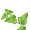 Réflexologie Plantaire